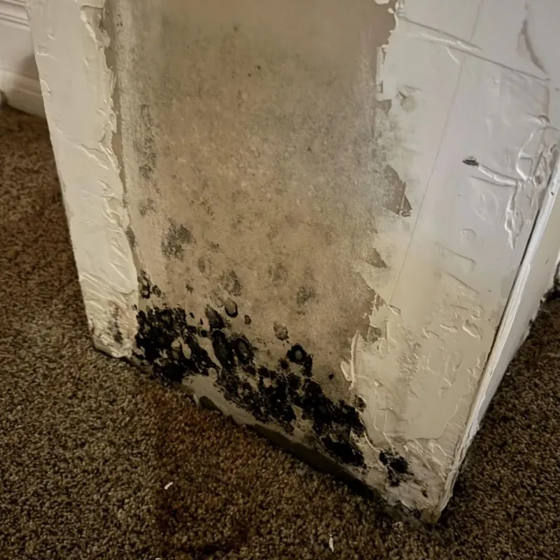 Professional Mold Removal in Gaston, NC